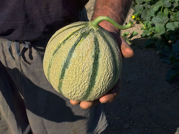 Agriculteur avec un melon Charentais