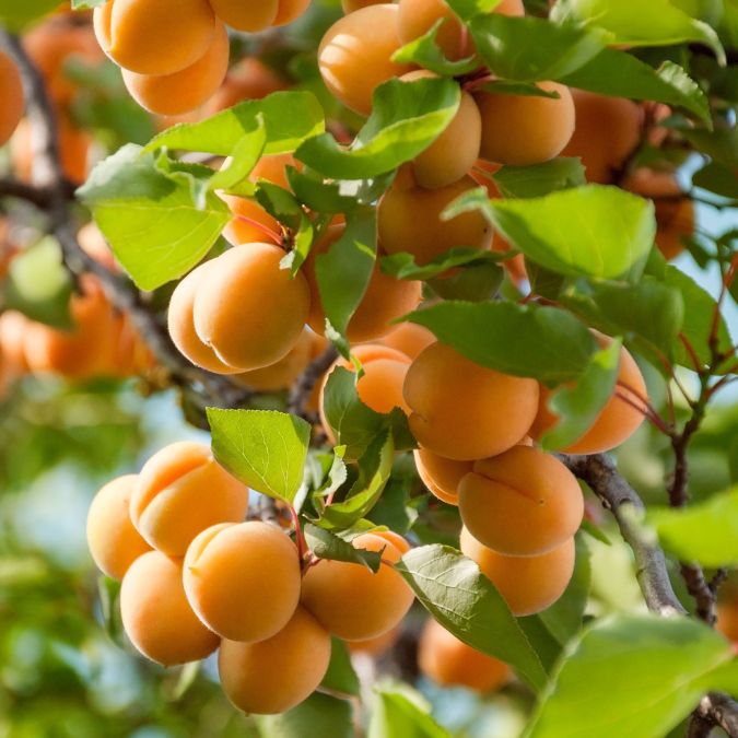 Albaricoques en rama