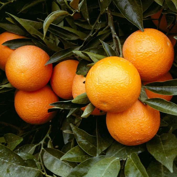 Árbol de cítricos