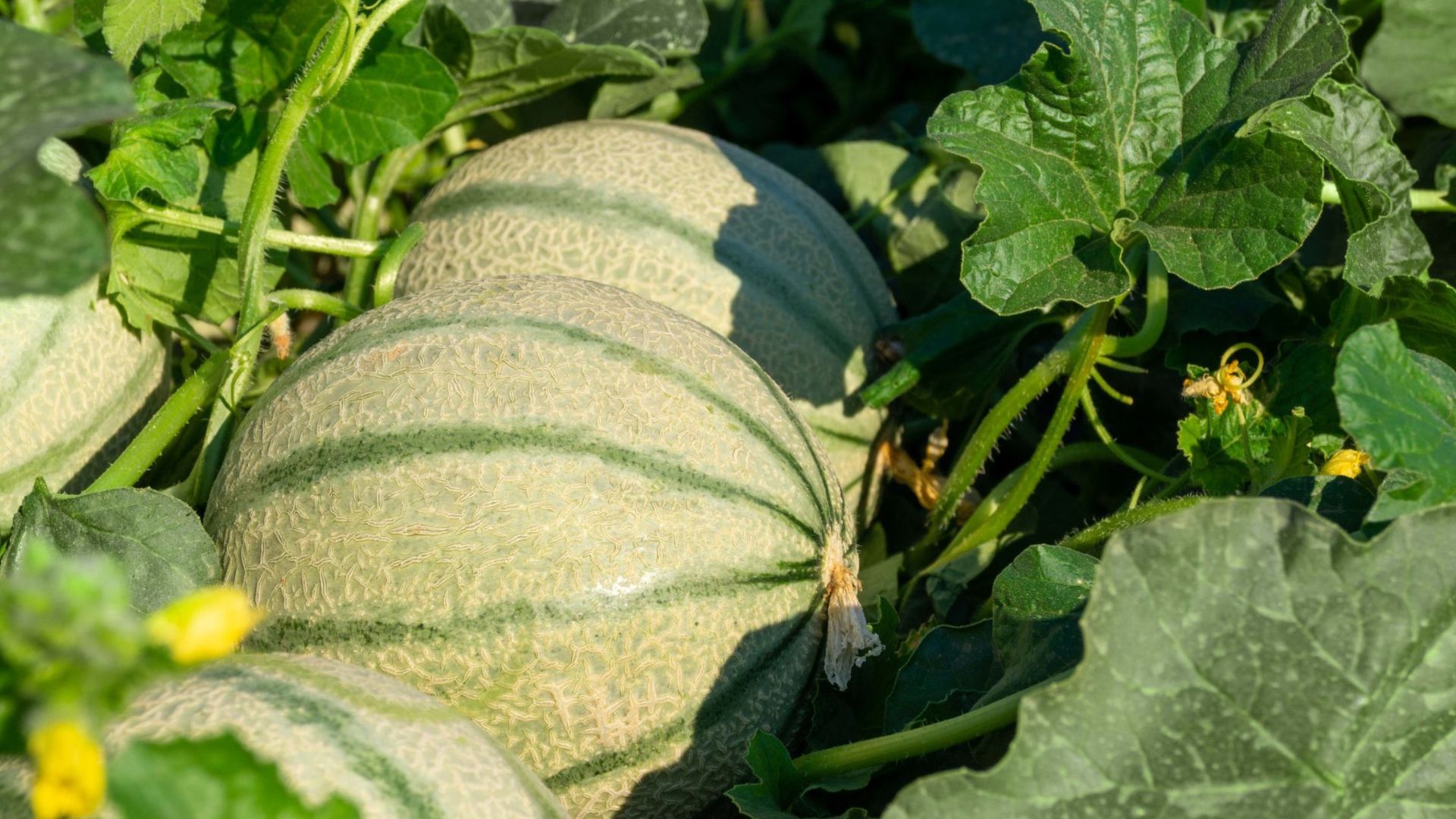 Culture de melon Charentais