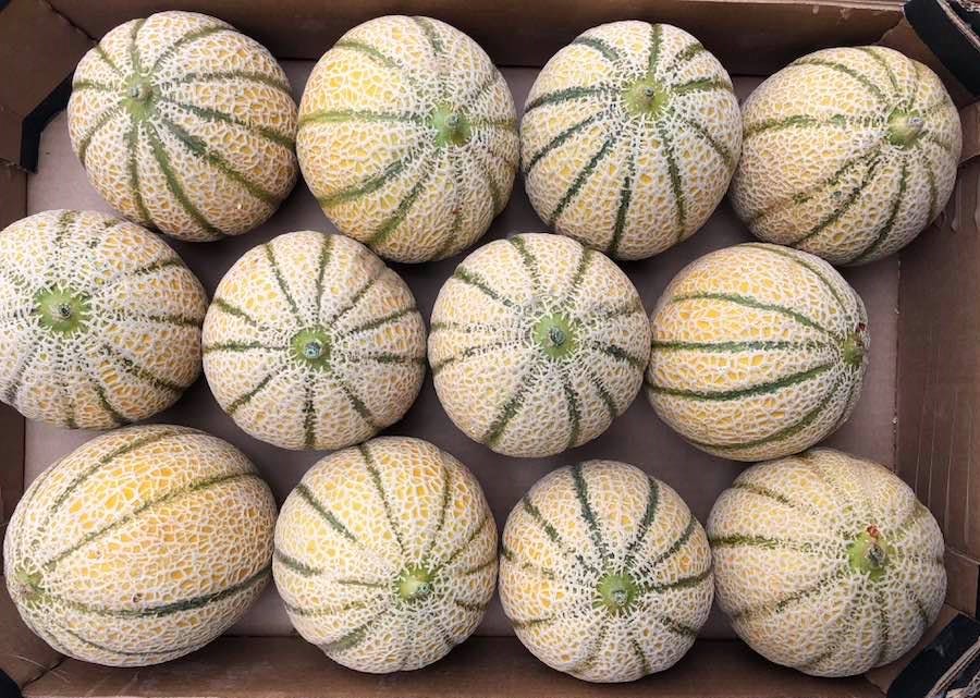 Melon Charentais au champ