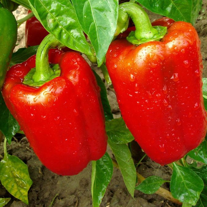 Pimientos rojos