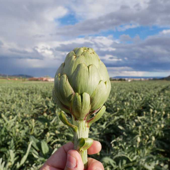 Alcachofa en el campo (cultivo)