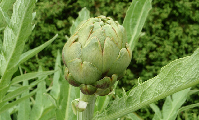 Alcachofas en el jardín (planta y desarrollo)