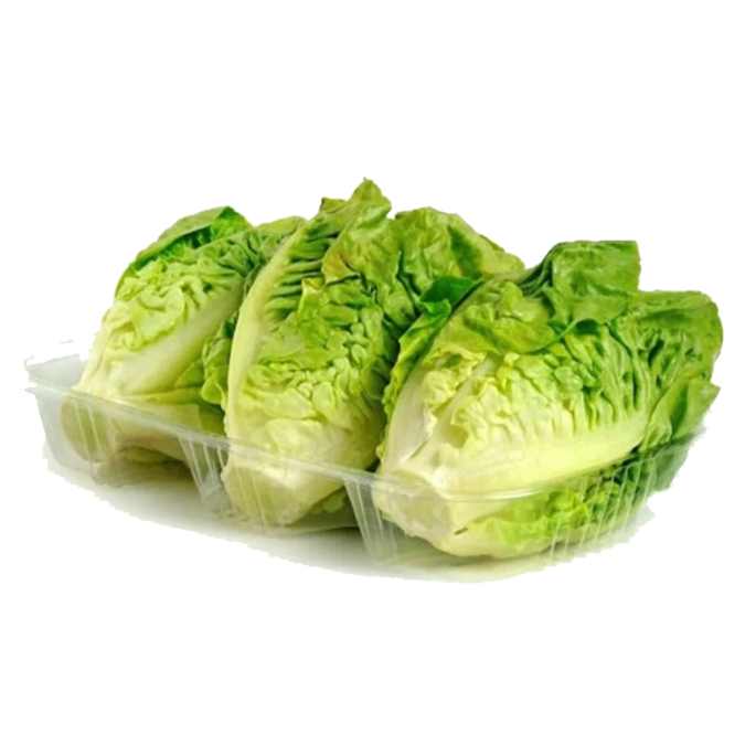Lechuga Sucrina