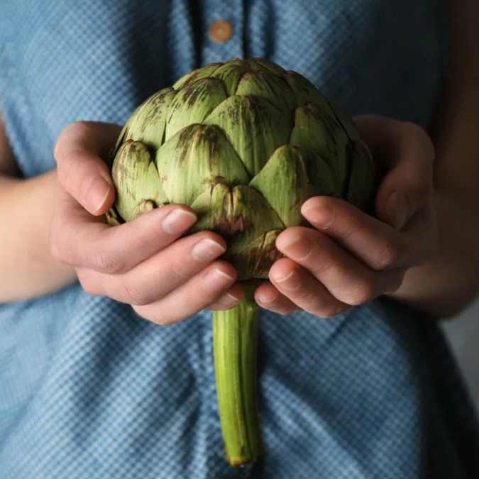 Alcachofas en manos (selección y manipulación)