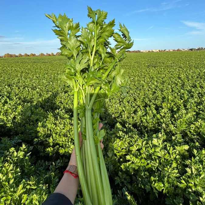 Apio en el campo (cultivo)