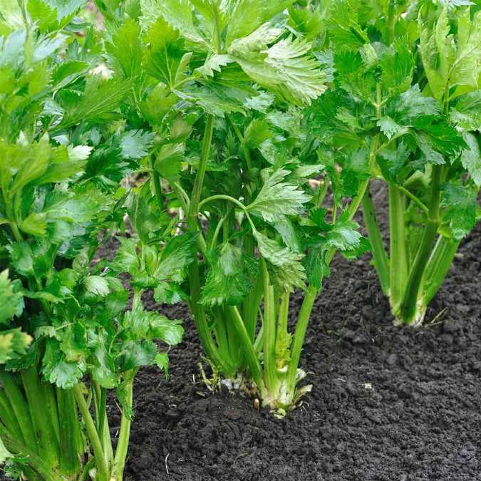 Apio sembrado (detalle de cultivo)