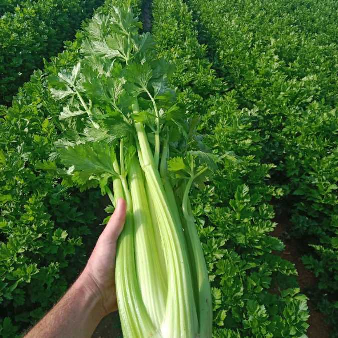Apio sostenido en el campo (imagen de cultivo)