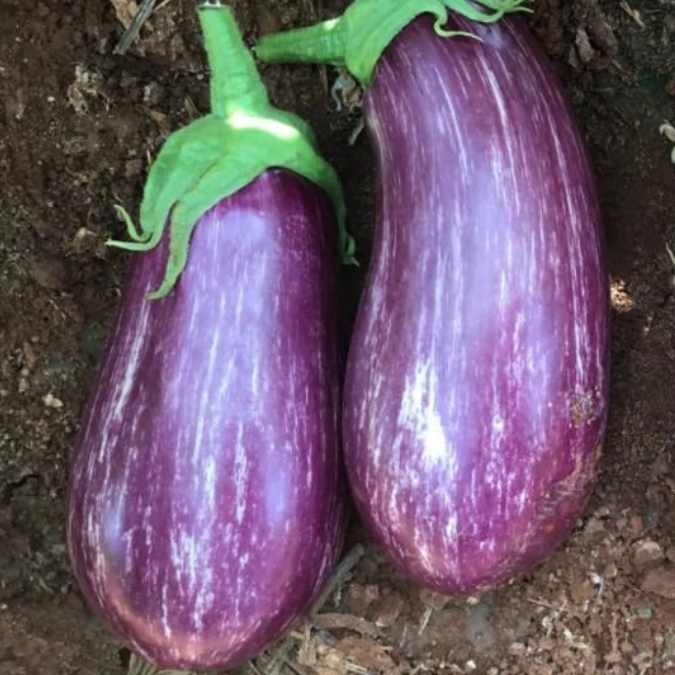 Berenjena rallada (detalle de producto)