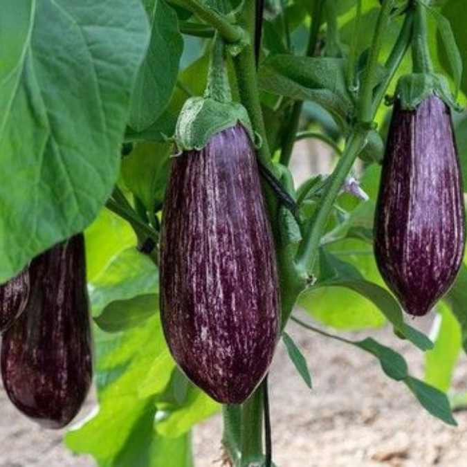 Berenjena en el campo (imagen de cultivo)