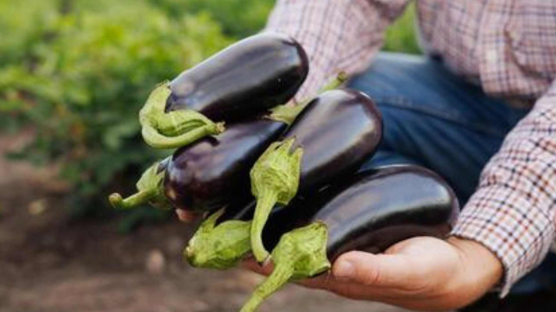 Berenjenas en manos de agricultor (origen)