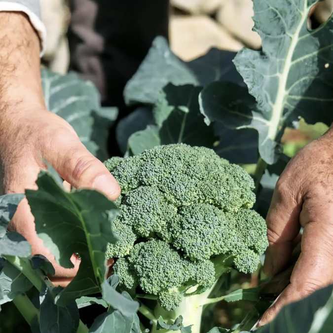 Brócoli en el campo (cultivo)