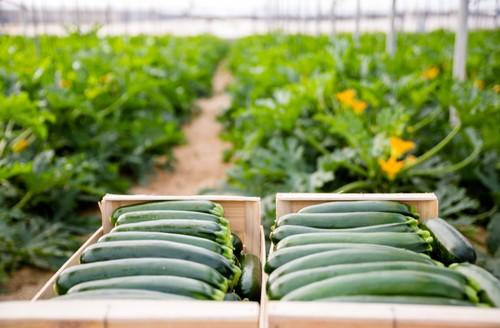 Calabacín verde en el campo