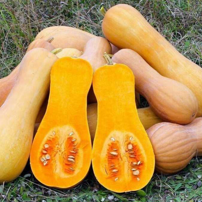 Calabaza Butternut en el campo (imagen de cultivo)
