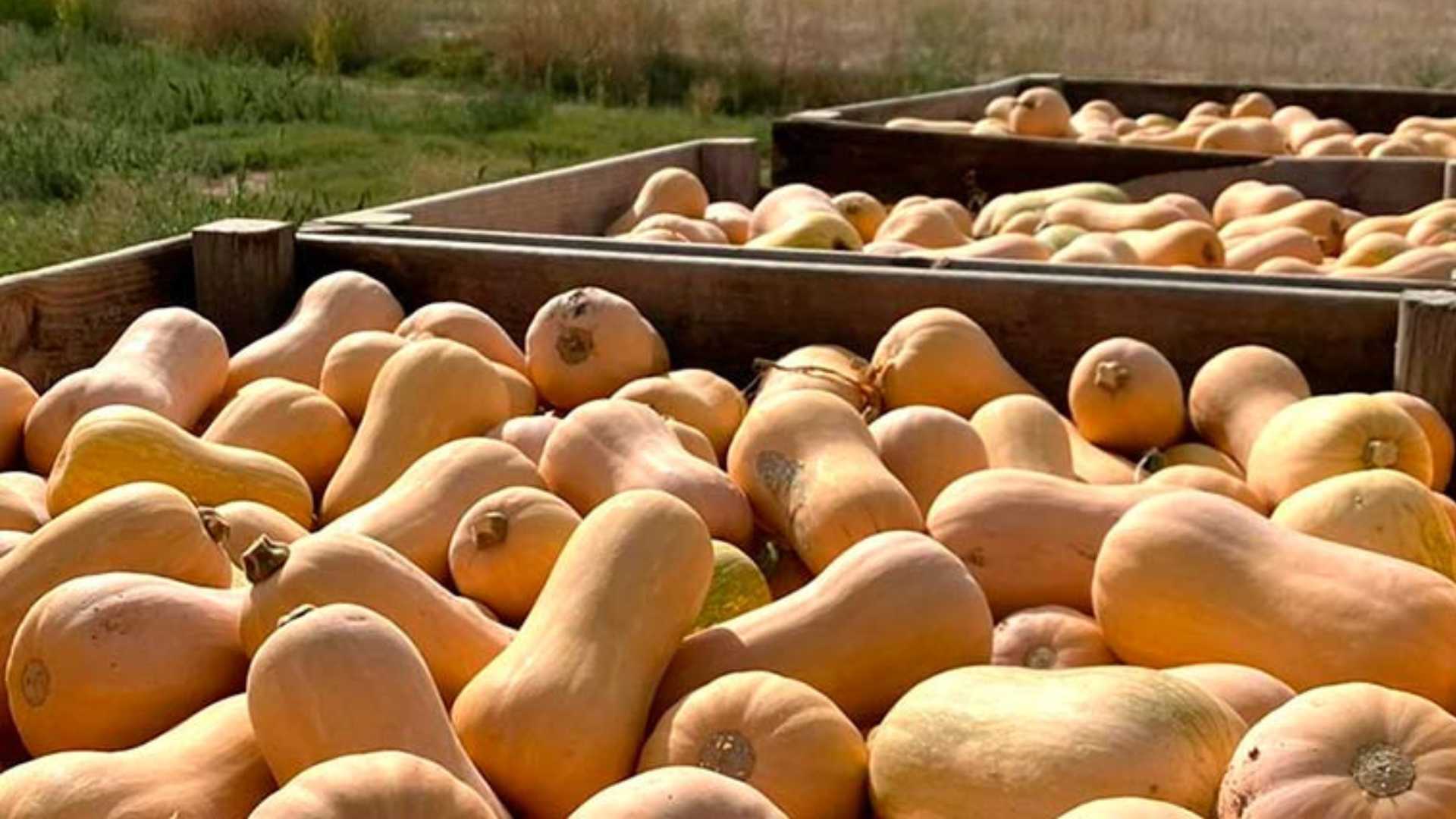 Calabaza Butternut en pallot (expedición)