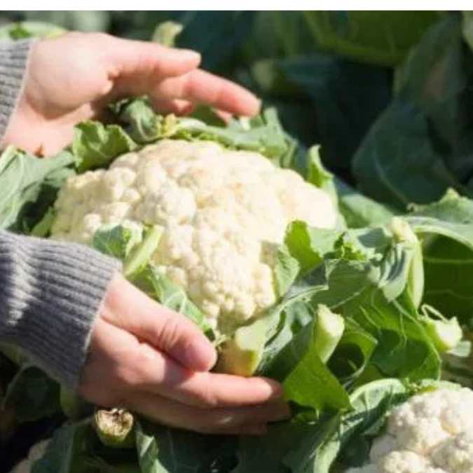 Coliflor en el campo (cultivo)