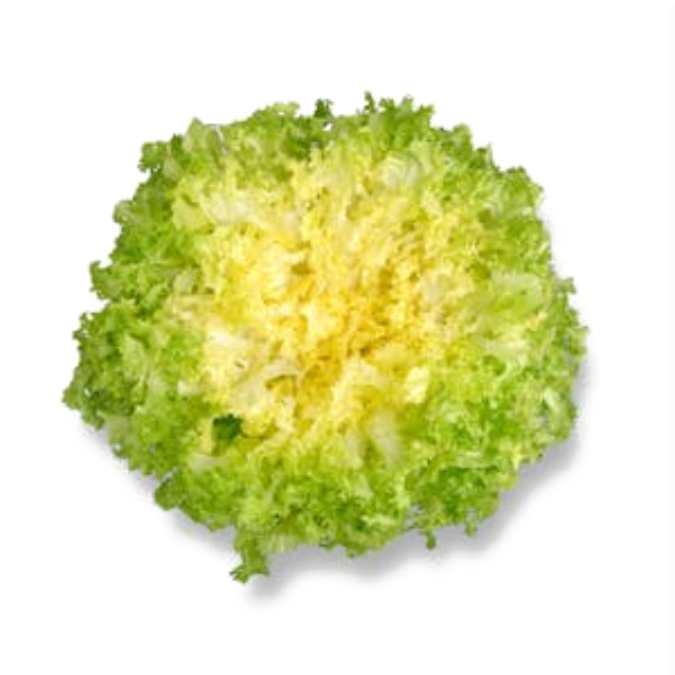 Escarola rizada