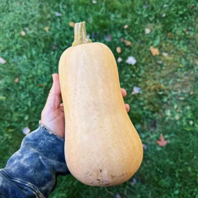 Exposición de calabaza Butternut en punto de venta