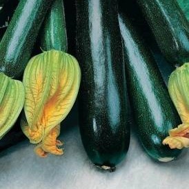 Calabacín verde en cosecha