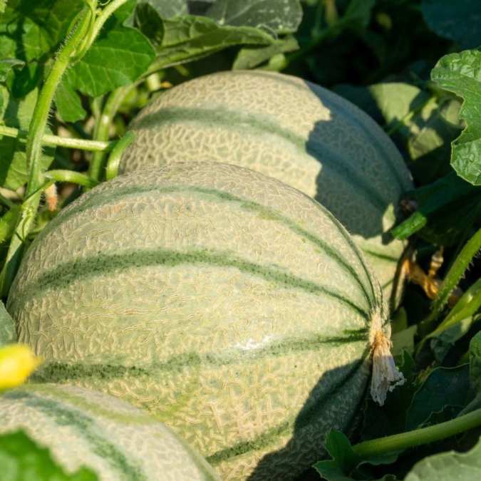 Melones Charentais en el campo
