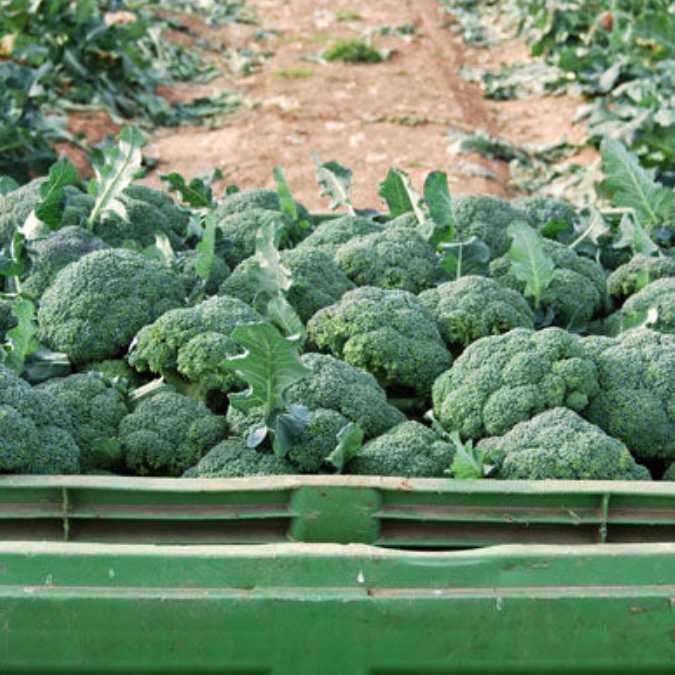 Pallot de brócoli (expedición)