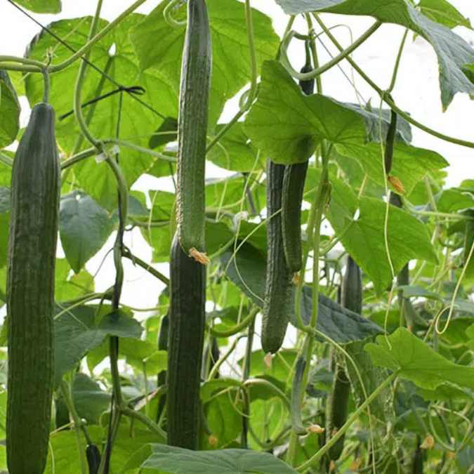 Cultivo de pepino holandés