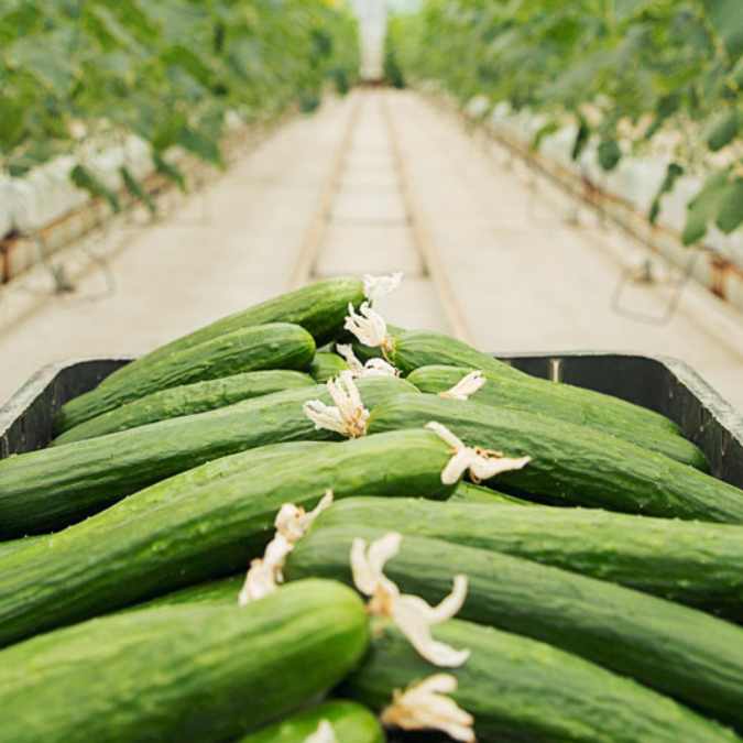 Cosecha de pepino holandés