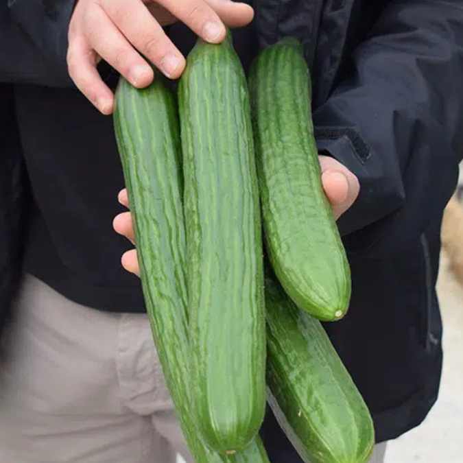 Exposición de pepino holandés en punto de venta