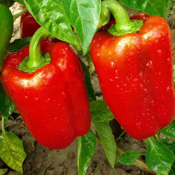 Pimiento Lamuyo rojo