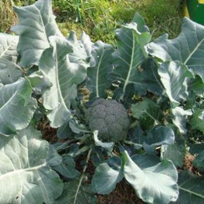 Planta de brócoli (detalle de cultivo)