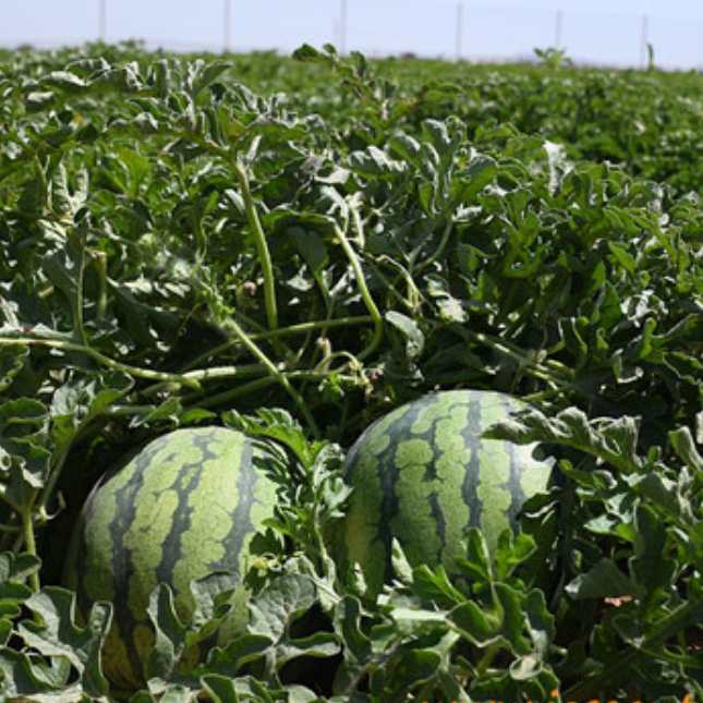 Sandía blanca en el campo