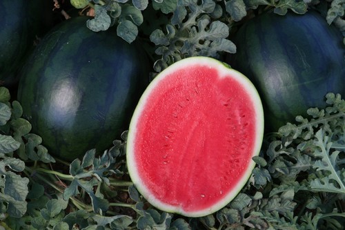 Sandía negra en el campo