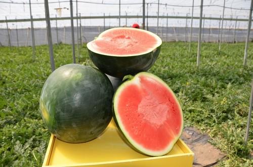 Sandías en el campo