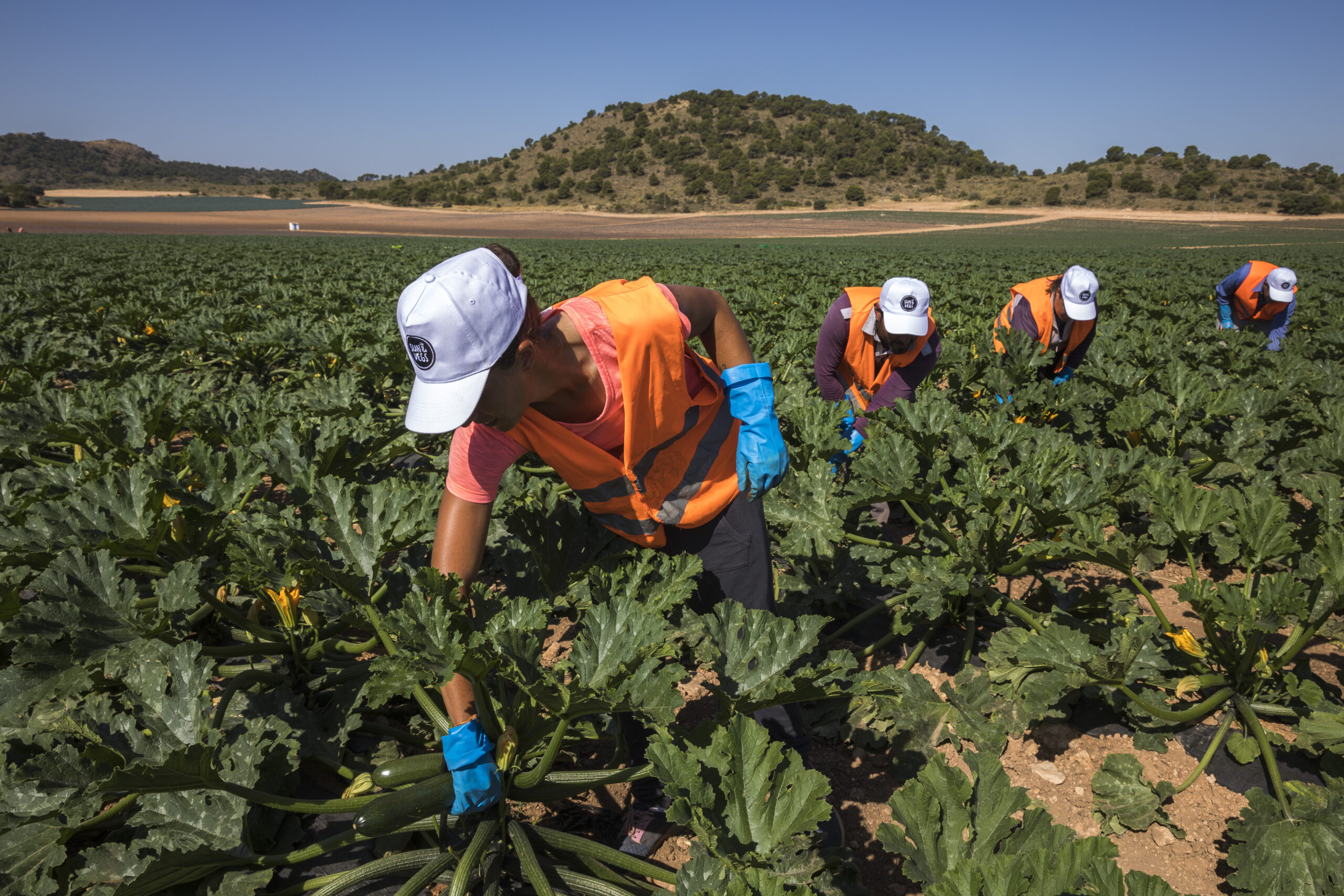 Trabajo en el campo con calabacines