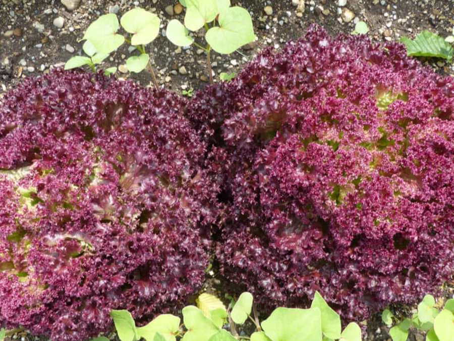 Deux pièces de Lollo rose