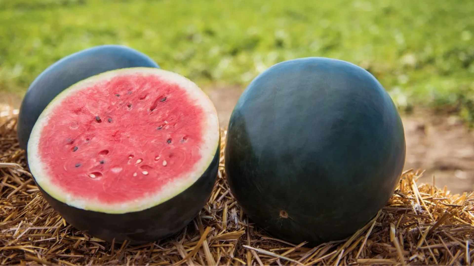 Pastèque noire sans pépins