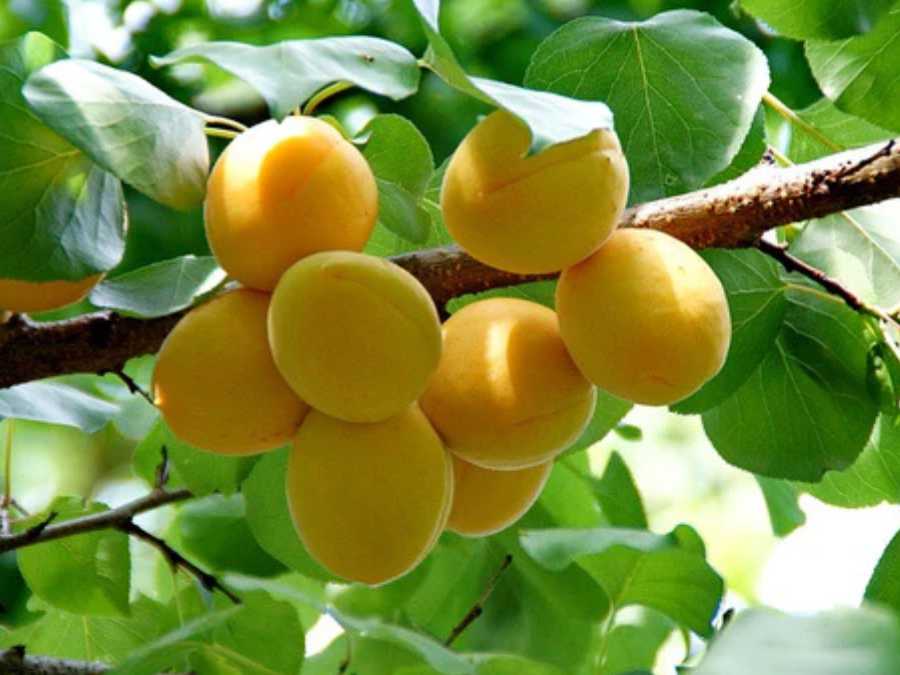 Abricots sur branche