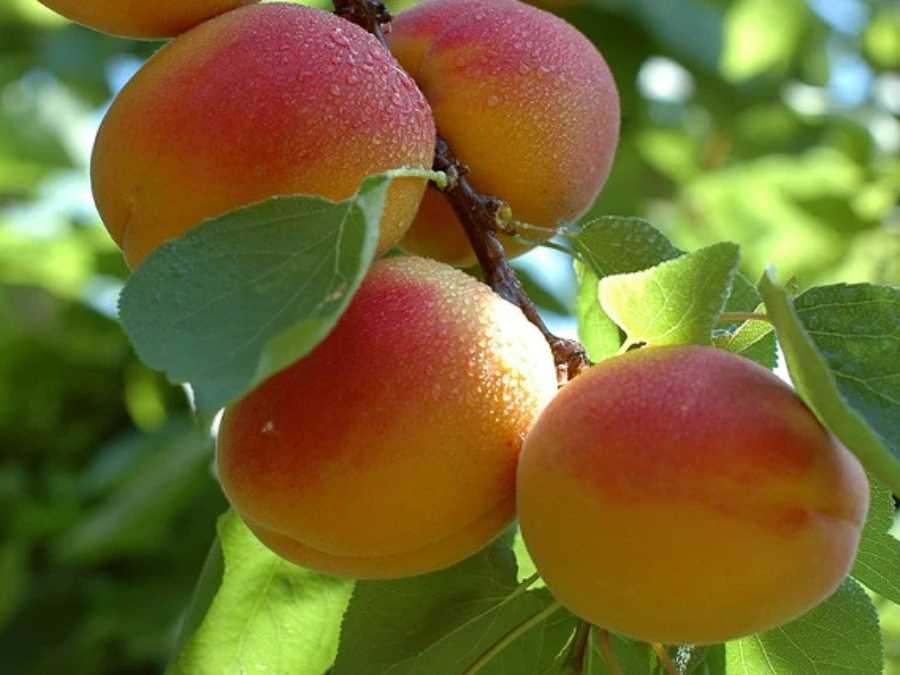 Abricots prêts à la consommation