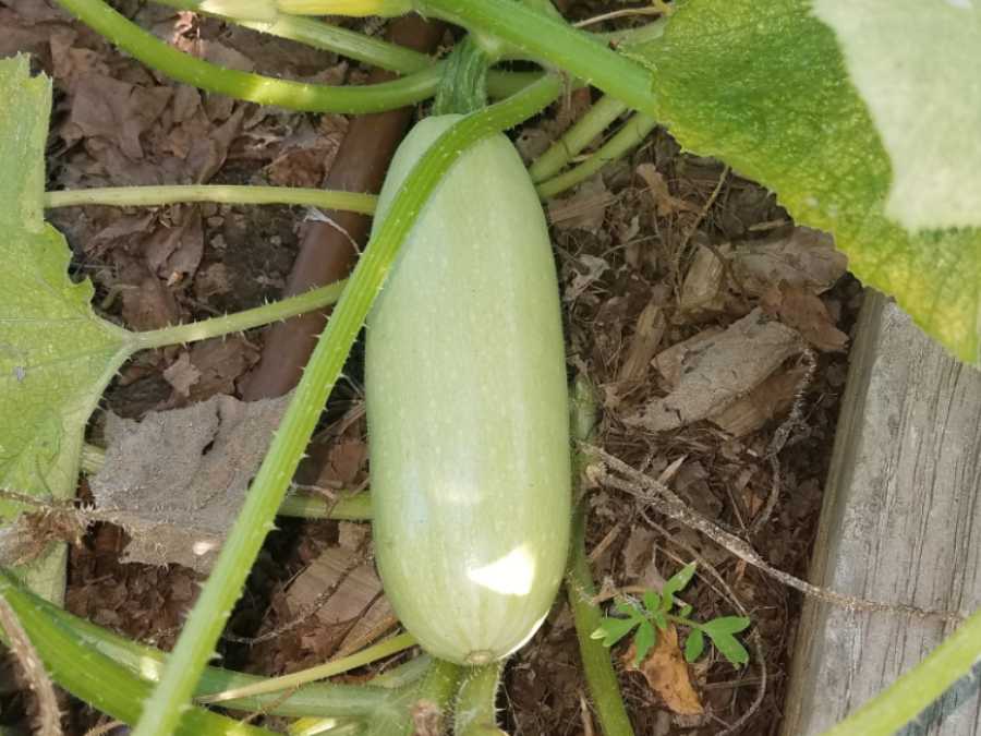 Calabacín blanco en la planta
