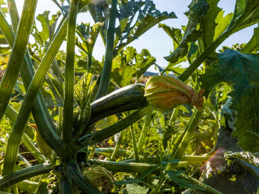 Calabacín verde con flor