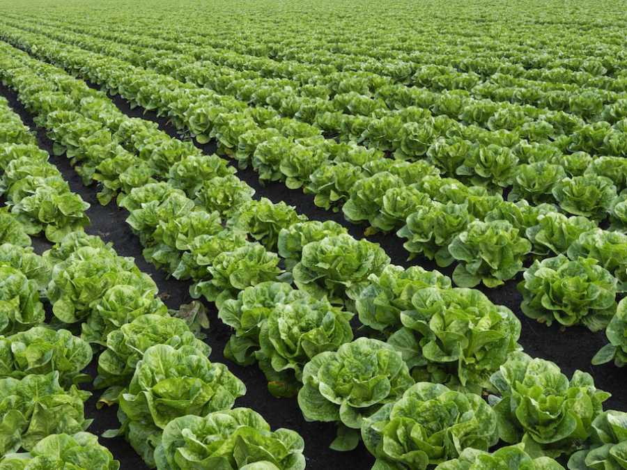 Champ de laitue sucrine