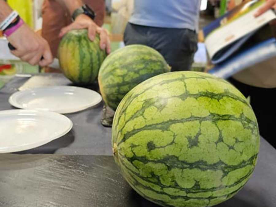 Cata de sandía blanca