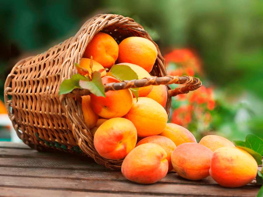 Panier d’abricots