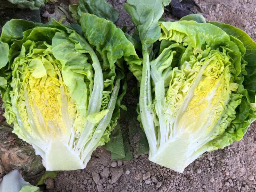 Cœur de laitue sucrine ouvert