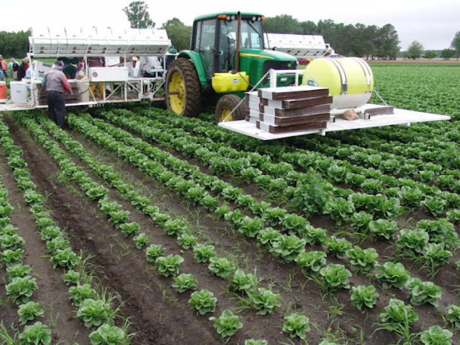 Récolte de laitue iceberg