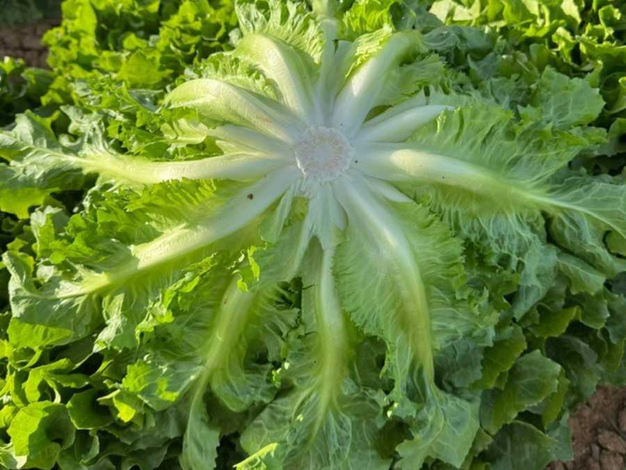 Détail de la base de l’escarole (coupe)