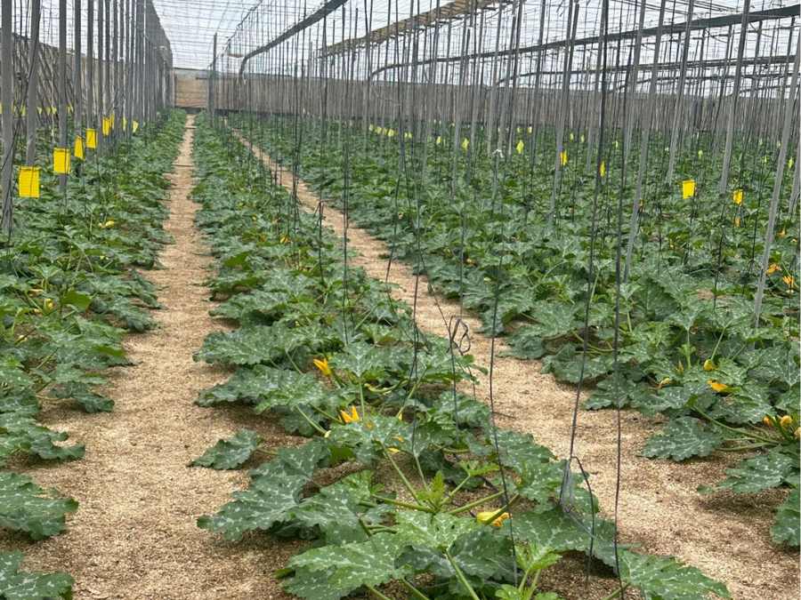 Cultivo de calabacín verde