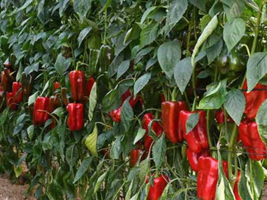 Cultivo de pimiento rojo en planta