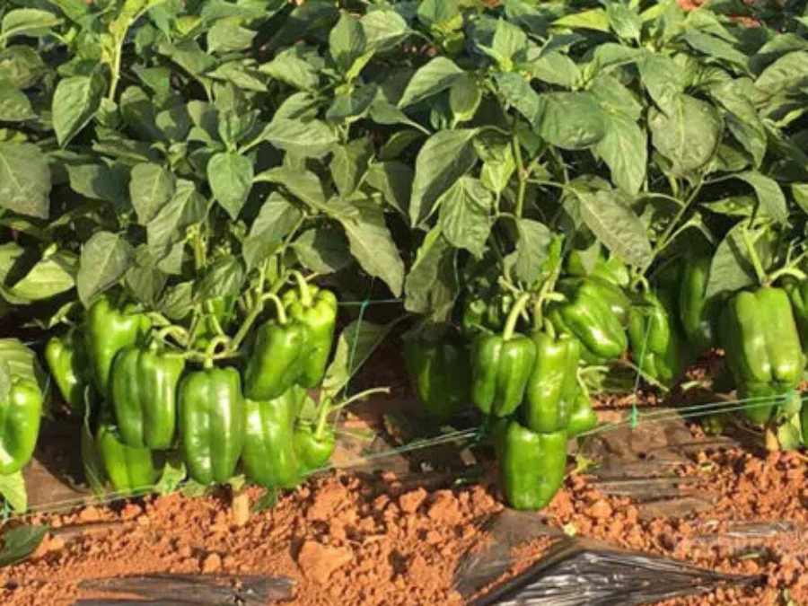 Cultivo de pimiento verde en planta